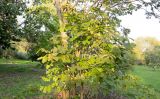 Markhamia lutea