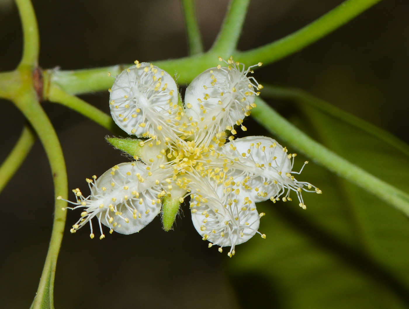 Image of Lophostemon confertus specimen.