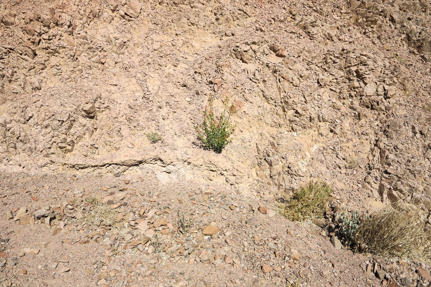 Image of Cleome arabica specimen.