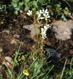 Saxifraga cernua