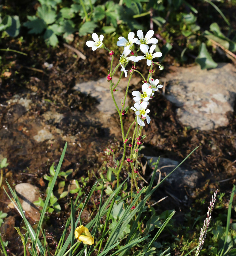 Image of Saxifraga cernua specimen.