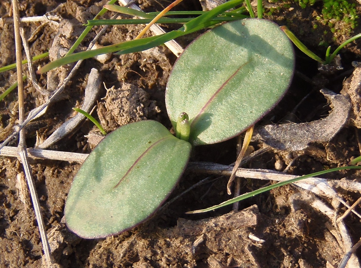 Изображение особи Crupina vulgaris.