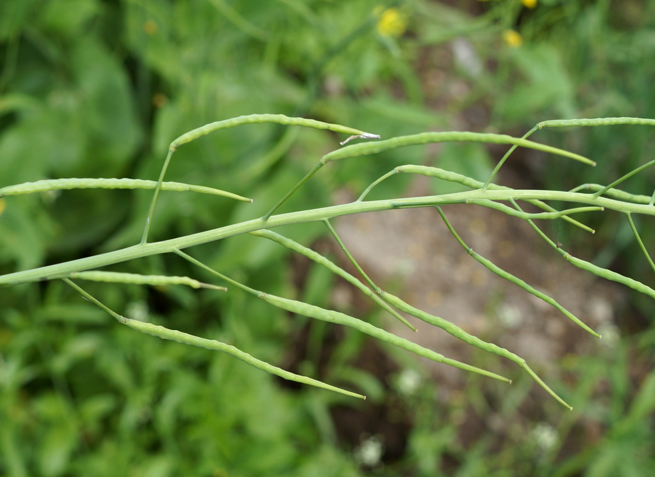 Изображение особи Brassica campestris.