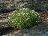 Stellaria dichotoma. Цветущее растение. Иркутская обл., побережье оз. Байкал в р-не Малого Моря, окр. пос. Сахюрта, каменистый склон сопки. 22.06.2017.