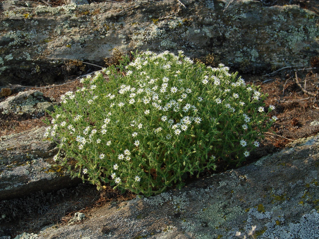 Image of Stellaria dichotoma specimen.