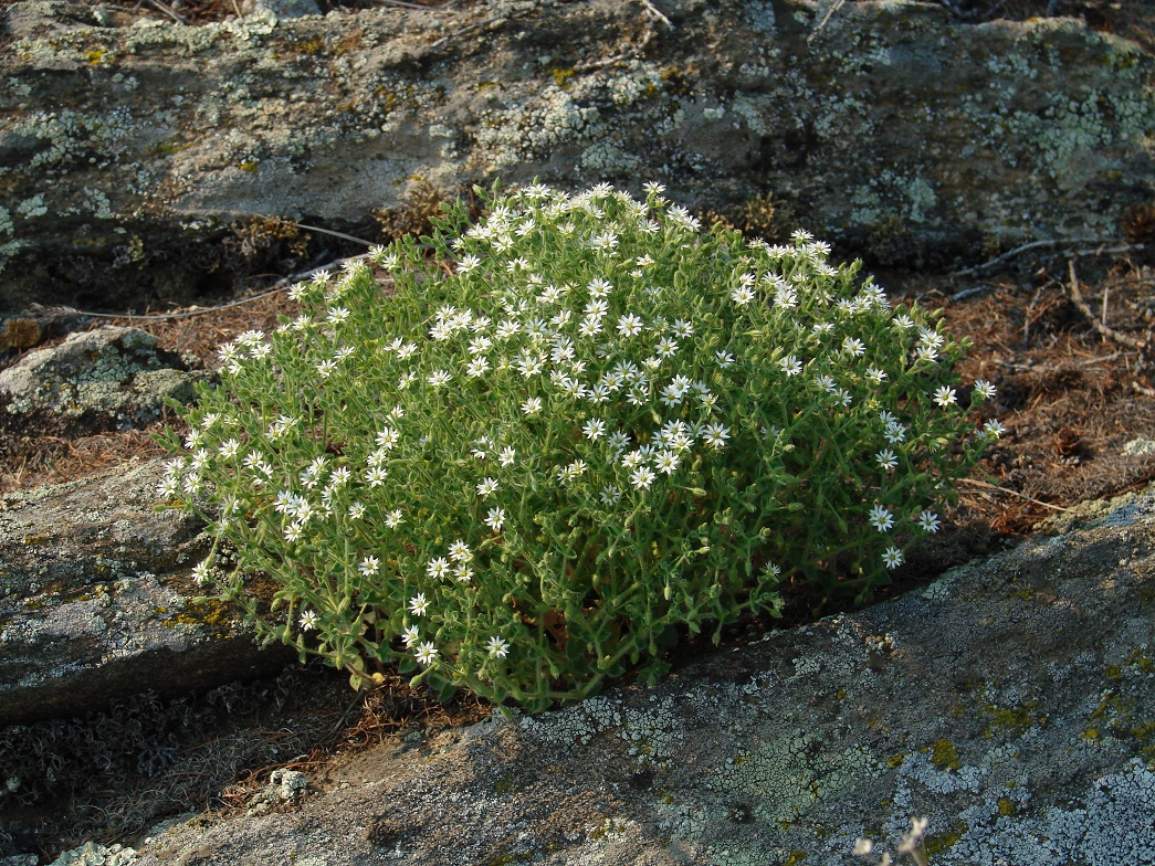 Изображение особи Stellaria dichotoma.