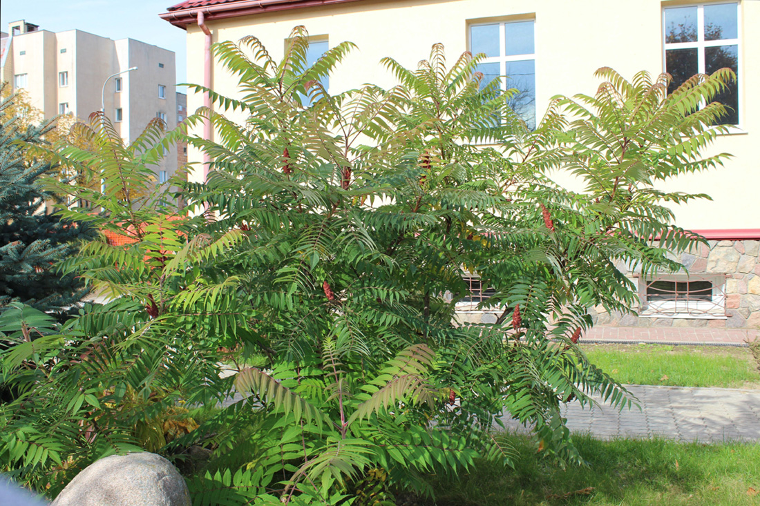 Изображение особи Rhus typhina.