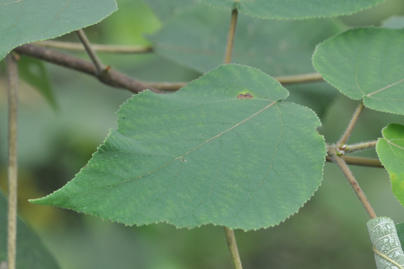 Изображение особи Broussonetia papyrifera.