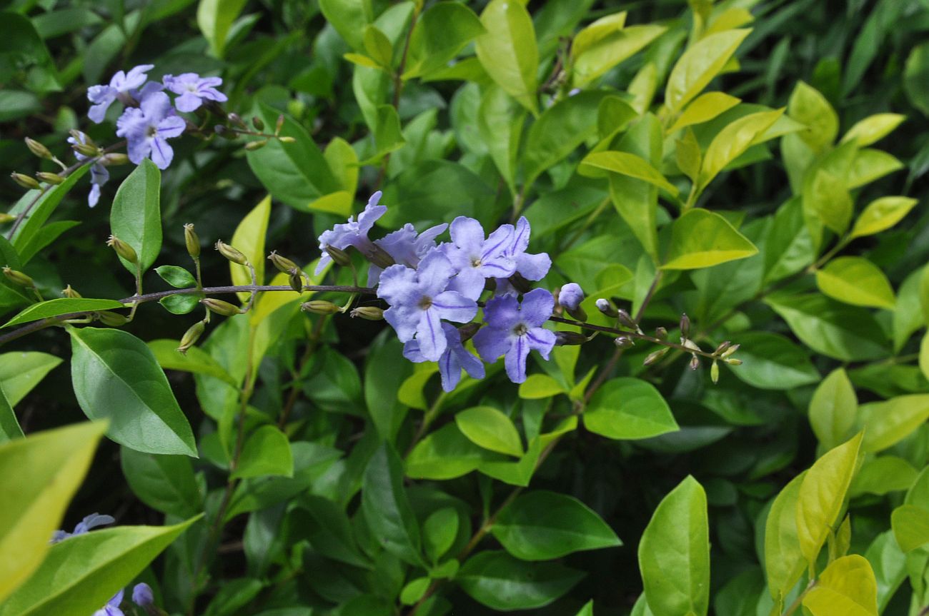 Image of Duranta erecta specimen.