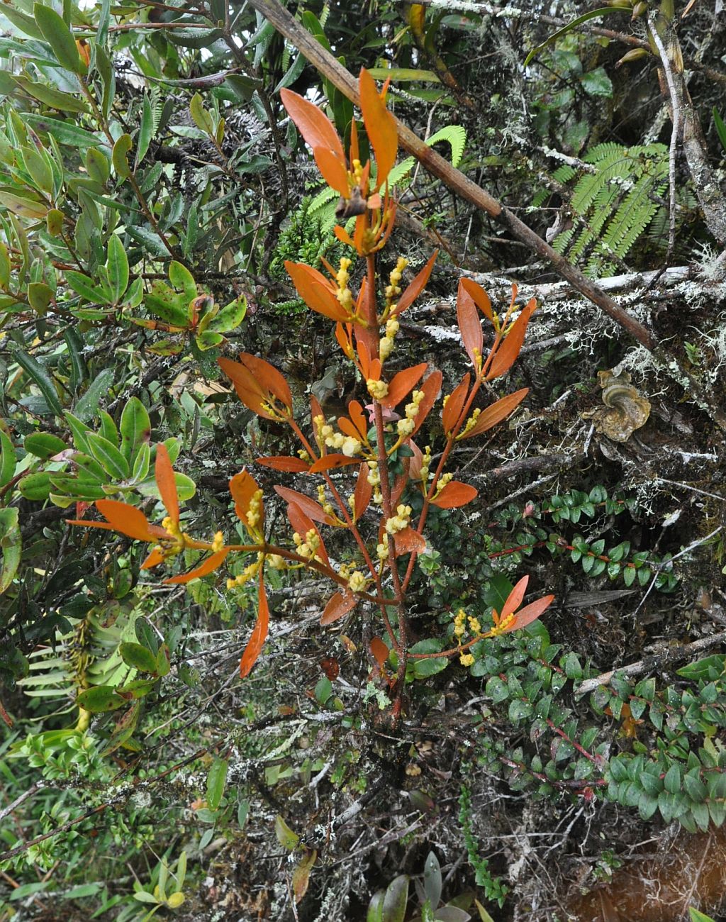Изображение особи семейство Viscaceae.