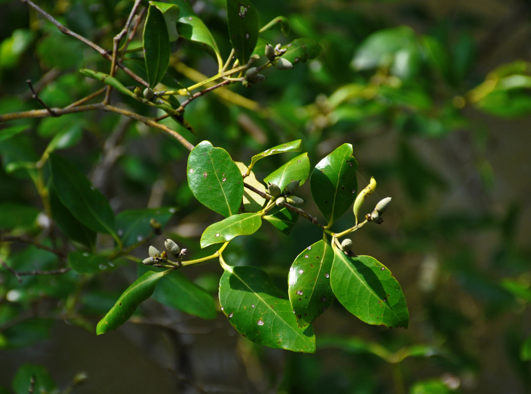 Изображение особи Avicennia marina.