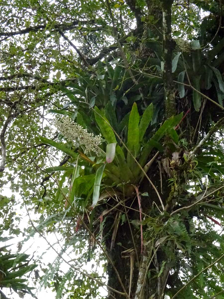 Image of Aechmea mexicana specimen.