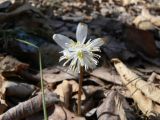 Eranthis stellata. Цветок. Хабаровский край, Хабаровский р-н, 17 км Владивостокского шоссе, на клоне сопки выше дач в преимущественно широколиственном лесу. 16.04.2018.