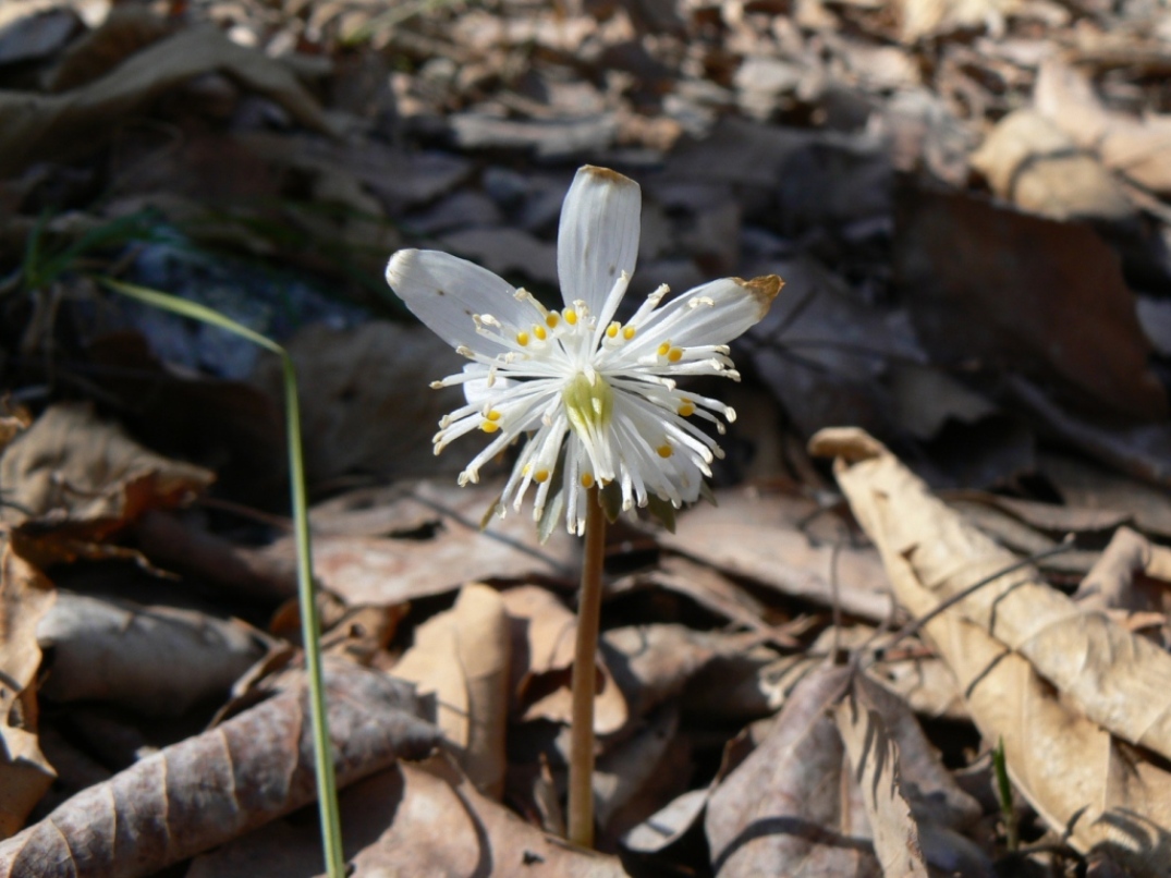 Image of Eranthis stellata specimen.