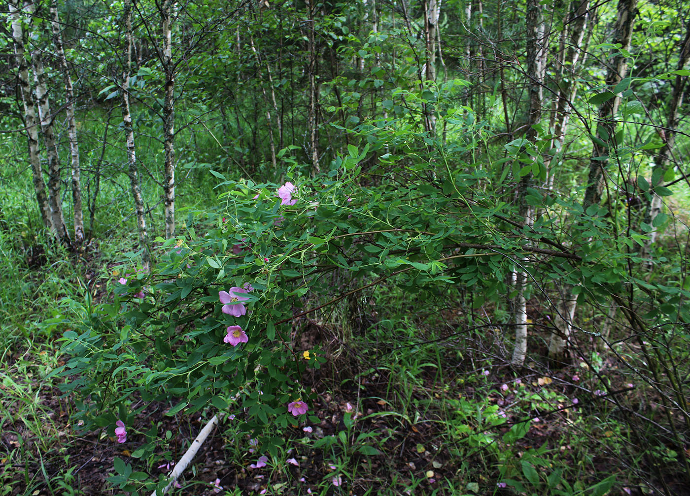 Изображение особи Rosa cinnamomea.