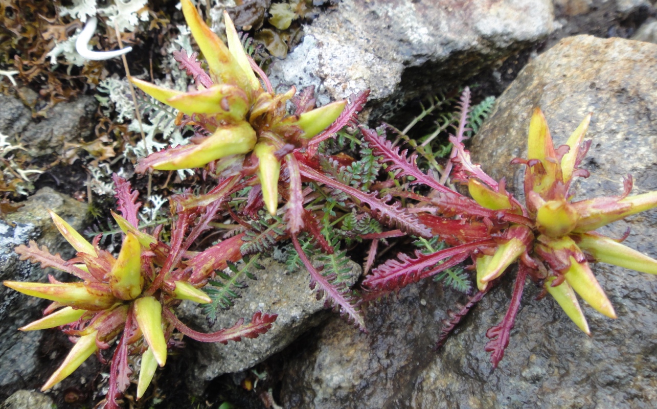 Image of Pedicularis ochotensis specimen.