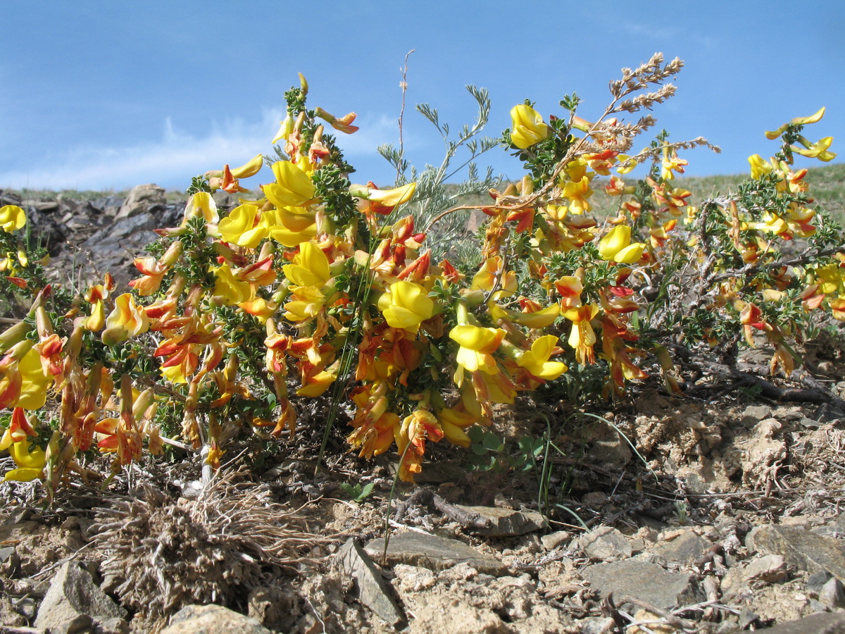 Image of Caragana kirghisorum specimen.