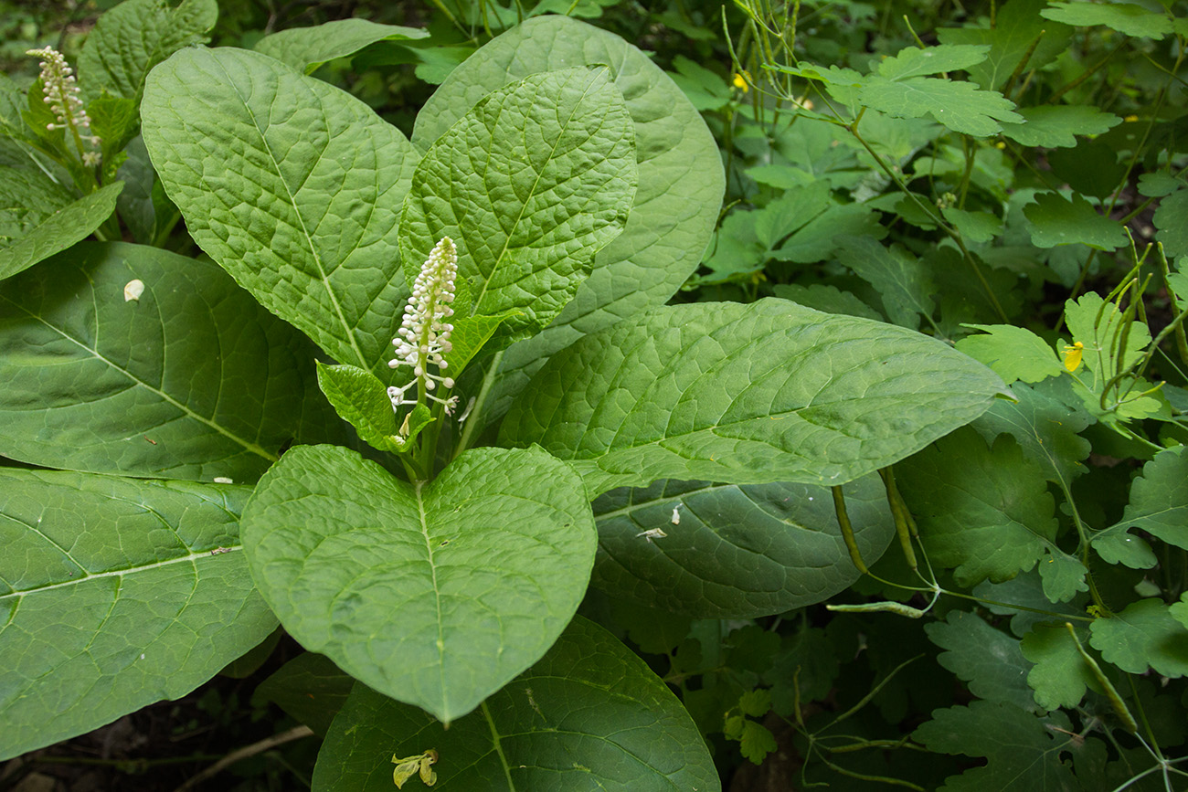 Изображение особи Phytolacca acinosa.