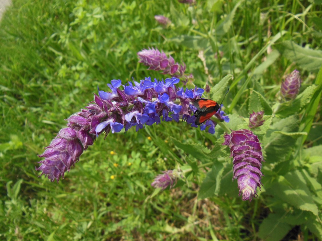 Image of Salvia tesquicola specimen.