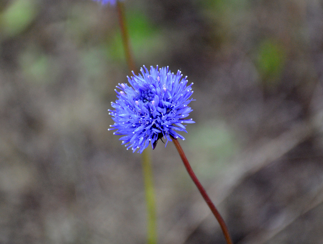 Image of Jasione montana specimen.