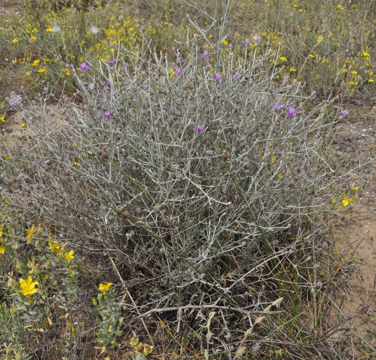 Image of genus Centaurea specimen.