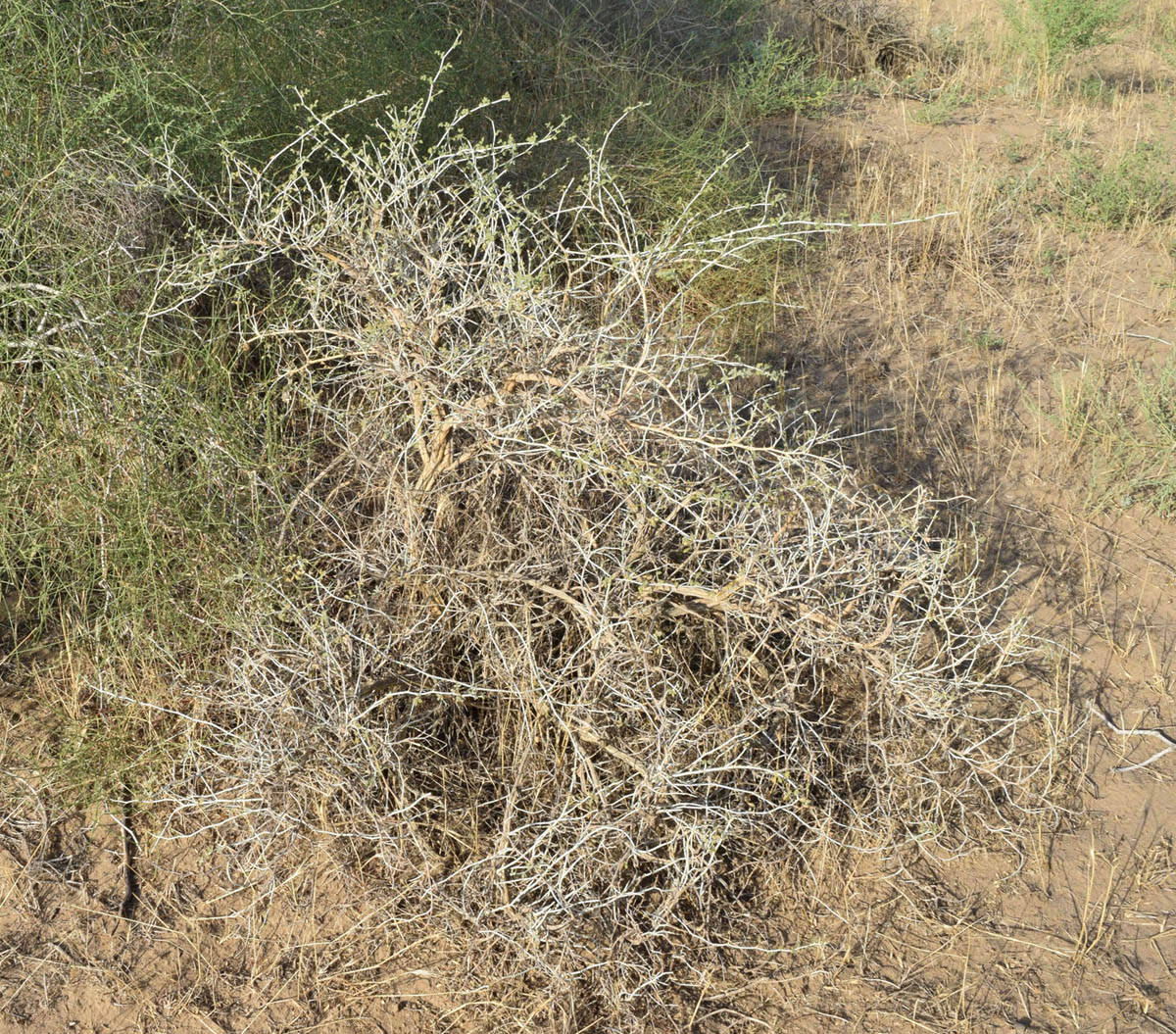 Image of Astragalus chodshenticus specimen.