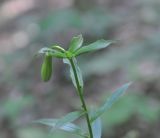 Lilium szovitsianum. Верхушка побега с бутоном. Грузия, Боржоми-Харагаульский национальный парк, выс. ок. 1030 м н.у.м, хвойный лес, состоящий в основном из ели восточной. 25.05.2018.