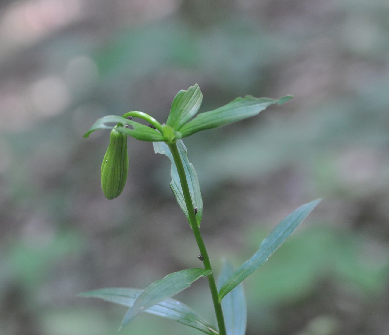 Изображение особи Lilium szovitsianum.