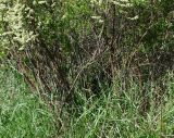 Spiraea hypericifolia. Нижние части цветущих ветвей. Восточный Казахстан, г. Усть-Каменогорск, восточные окр., Лесхоз, склон сопки. 22.05.2018.