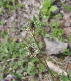 Plantago lanceolata. Соцветия. Грузия, Боржоми-Харагаульский национальный парк, маршрут №1; гребень горного отрога, ≈ 1850 м н.у.м. 25.05.2018.