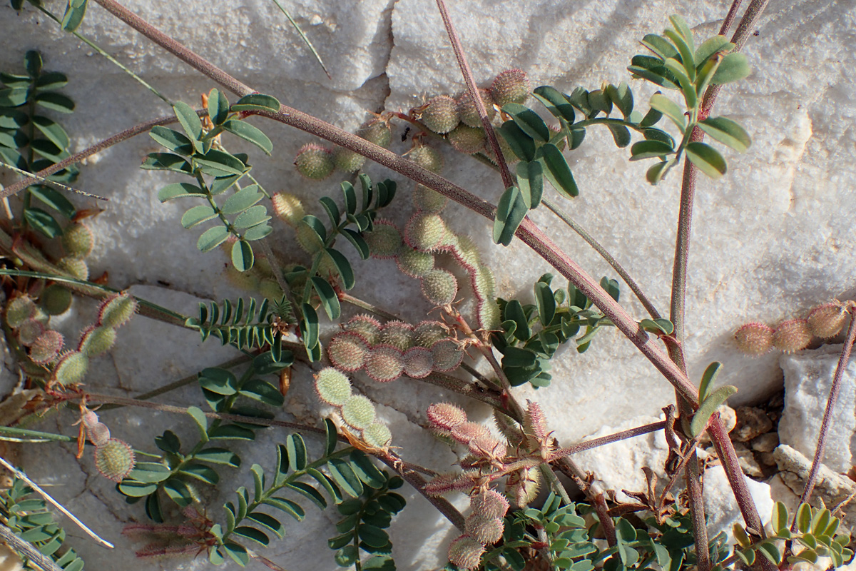 Image of Hedysarum spinosissimum specimen.