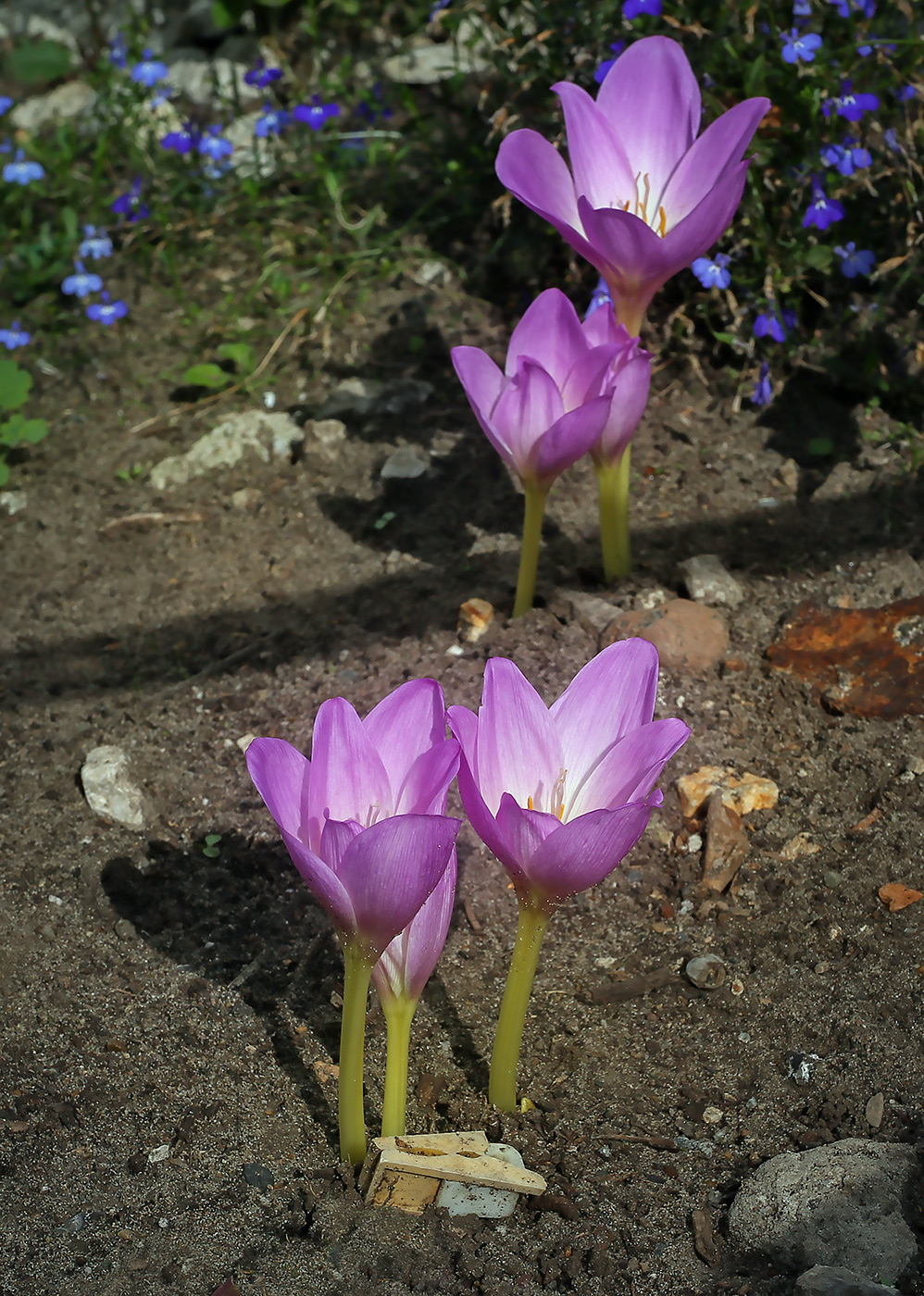 Изображение особи Colchicum speciosum.