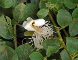 Capparis herbacea
