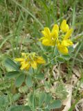 Coronilla coronata. Верхушка цветущего растения. Южный Берег Крыма, Ялта, ущелье Уч-Кош. 06.06.2010.