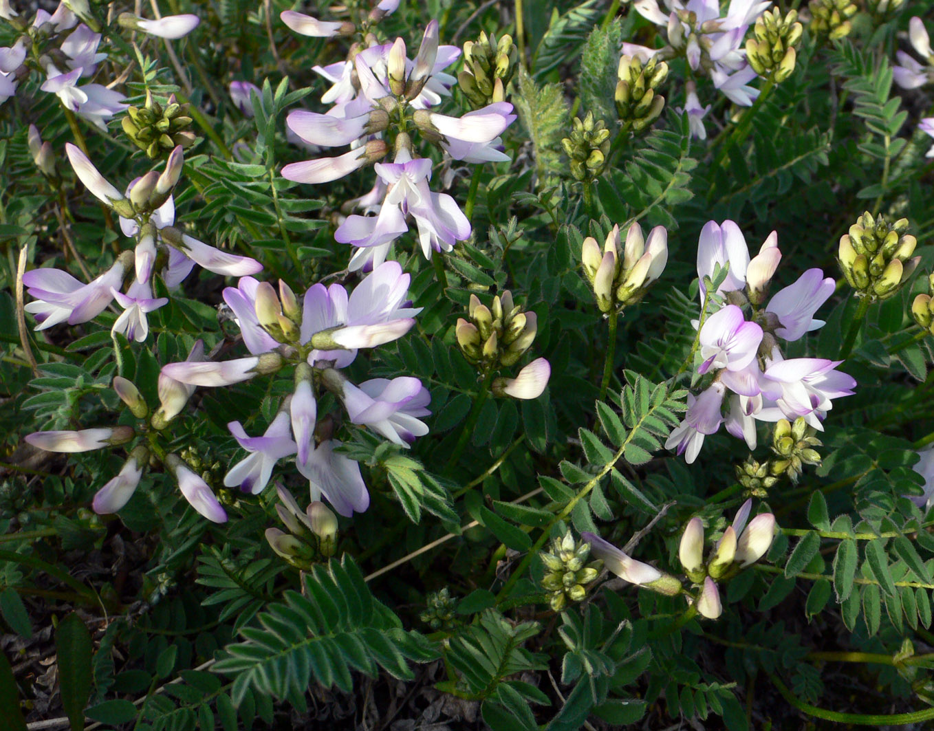 Image of Astragalus alpinus specimen.