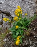 Solidago virgaurea subspecies lapponica. Цветущие растения. Мурманская обл., Хибины, перевал Северный Чорргор, ≈ 950 м н.у.м., каменистый склон. 10.08.2018.