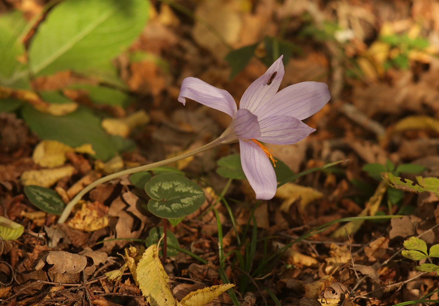 Изображение особи Crocus speciosus.