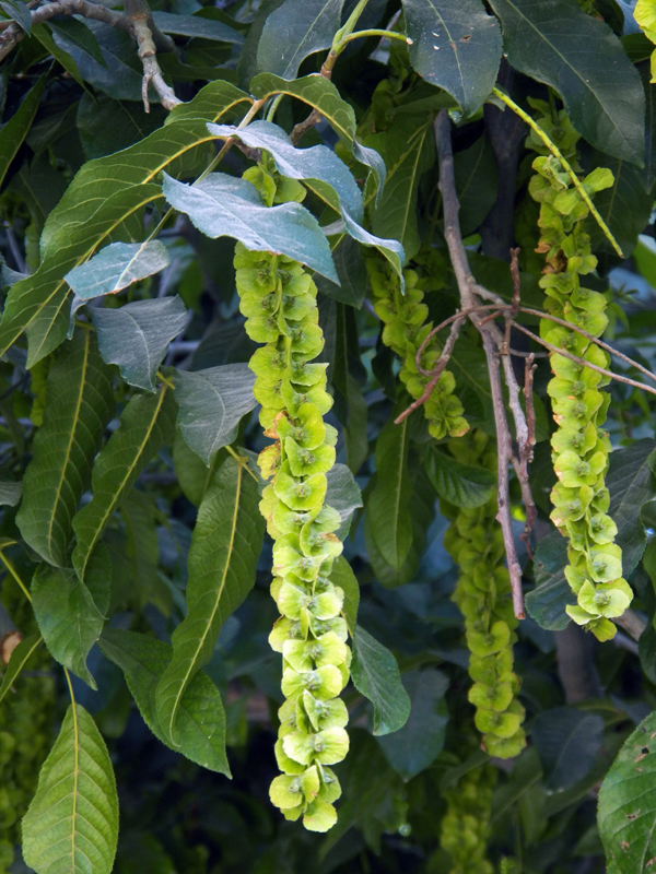 Image of Pterocarya fraxinifolia specimen.