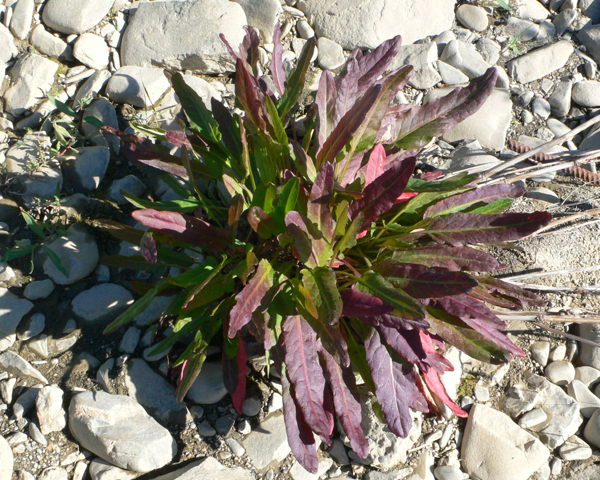 Изображение особи Rumex arcticus.