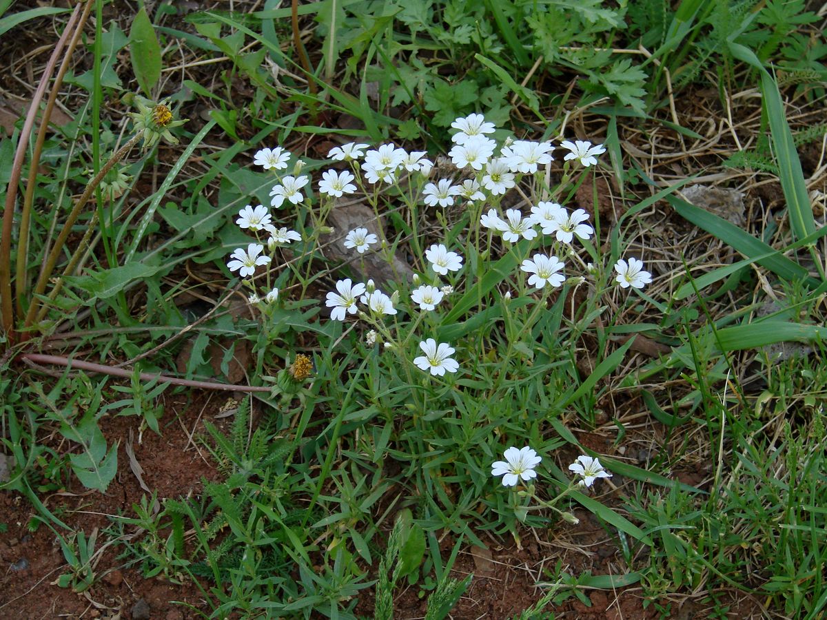 Изображение особи Cerastium arvense.