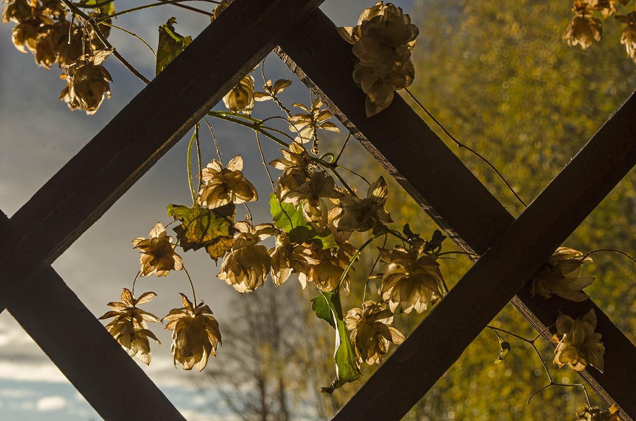 Изображение особи Humulus lupulus.