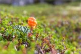 Rubus chamaemorus. Плодоносящее растение. Мурманская обл., окр. пос. Дальние Зеленцы, закустаренная вороничная тундра. 27.07.2018.