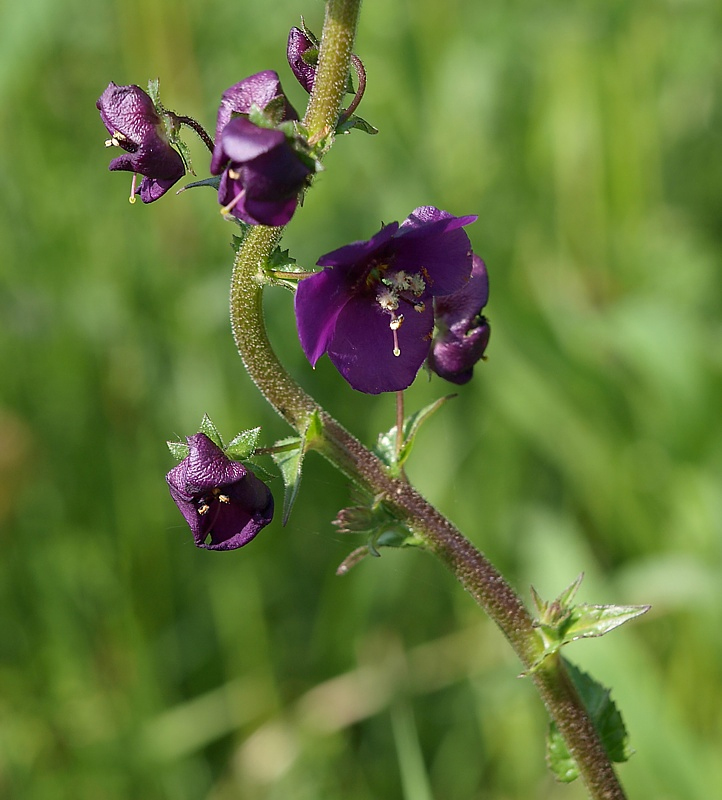 Image of Verbascum phoeniceum specimen.