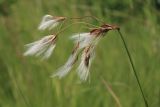 Eriophorum komarovii