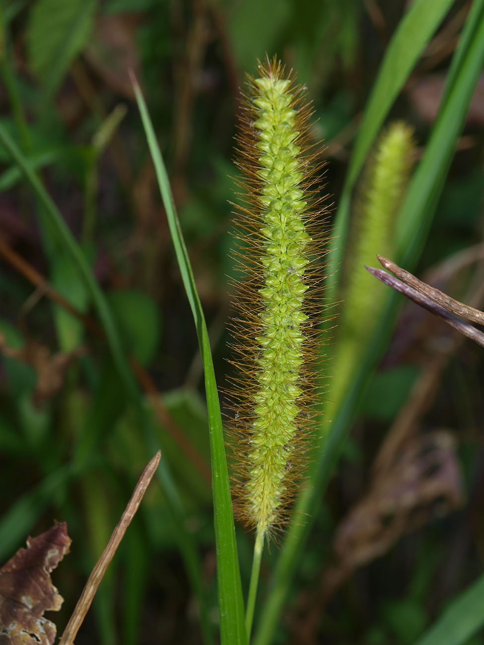 Image of Setaria pumila specimen.