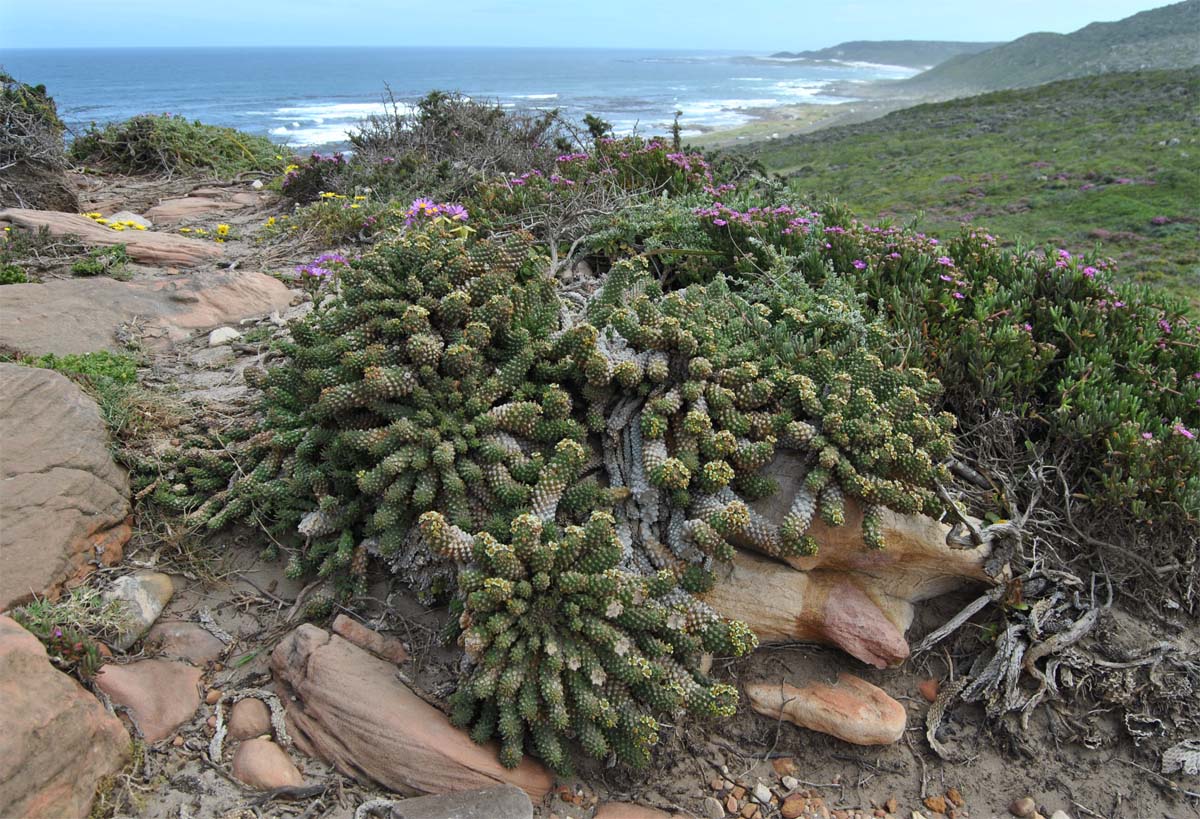 Изображение особи Euphorbia caput-medusae.