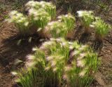 Hordeum jubatum