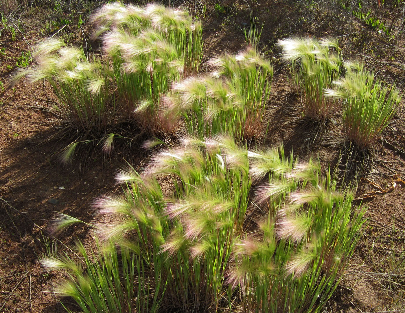 Image of Hordeum jubatum specimen.