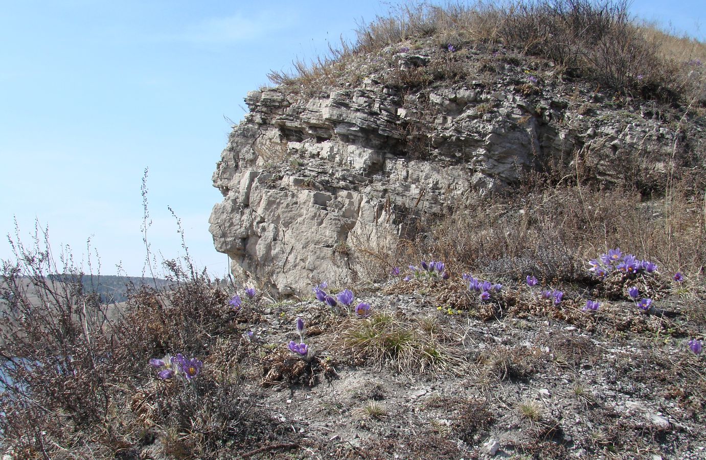 Изображение особи Pulsatilla turczaninovii.