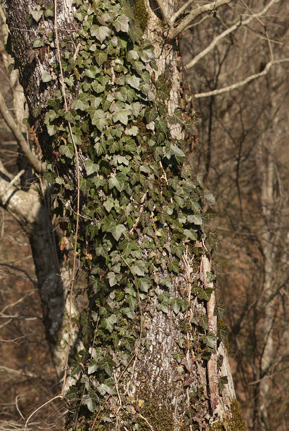 Изображение особи Hedera helix.